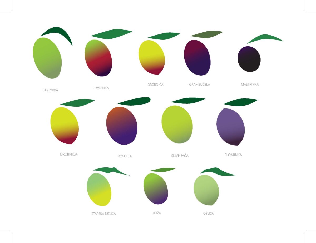 Web 5vizuala Masline Page 4