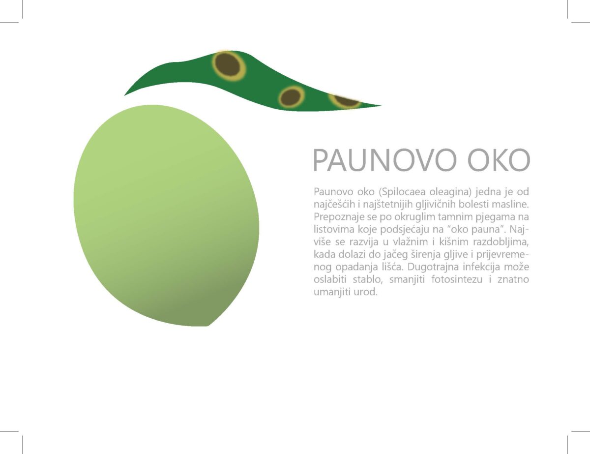 Web 5vizuala Masline Page 5